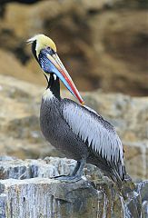 Peruvian Pelican